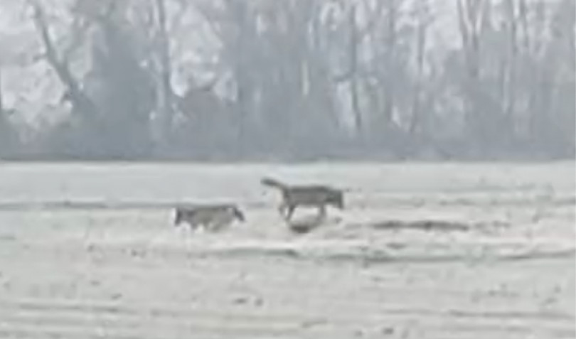 Due lupi a Cascine Lunghe di Pontestura